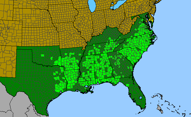 The range of Elephantopus tomentosus